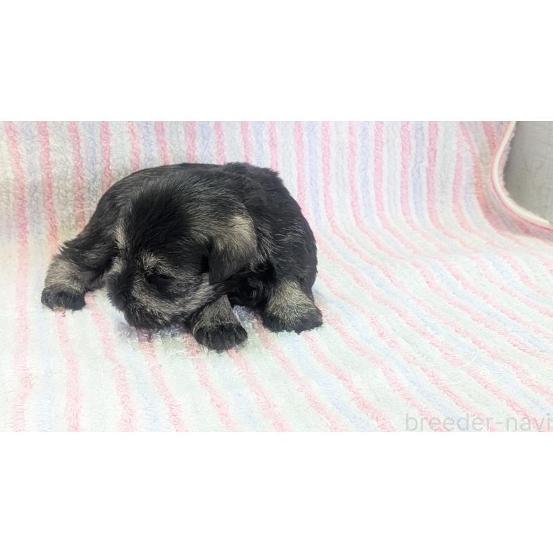 販売中の熊本県のミニチュアシュナウザー-432240の6枚目