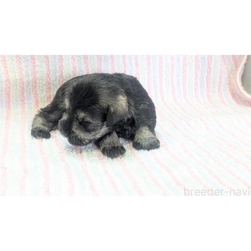 販売中の熊本県のミニチュアシュナウザー-432240の5枚目