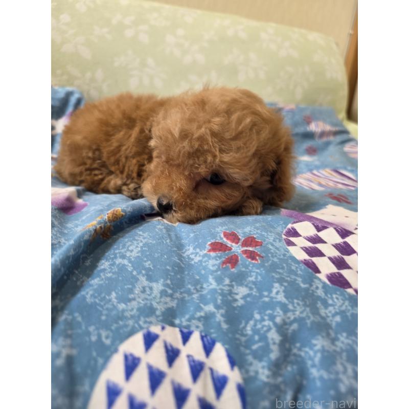 販売中の埼玉県のティーカッププードル-432243の8枚目