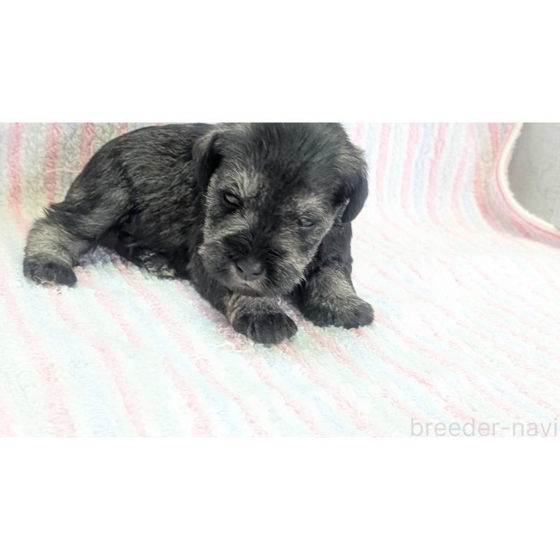 販売中の熊本県のミニチュアシュナウザー-432240の4枚目