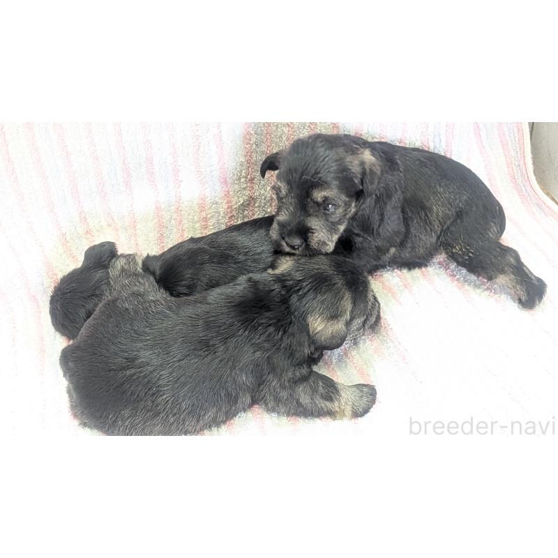 販売中の熊本県のミニチュアシュナウザー-432240の3枚目