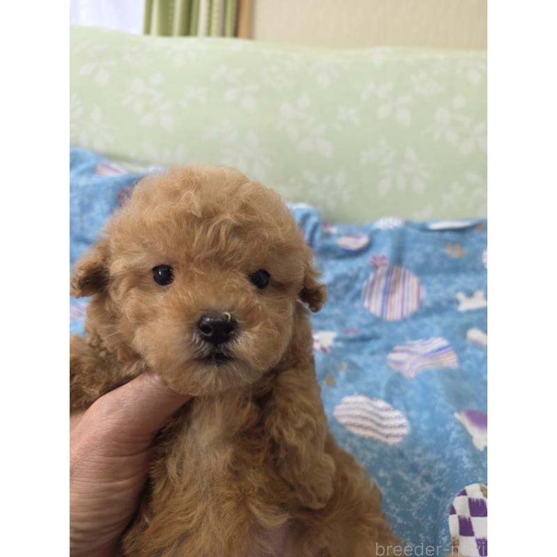 販売中の埼玉県のティーカッププードル-432243の7枚目