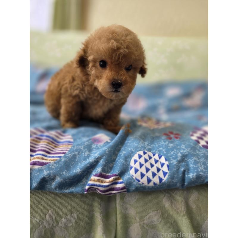 販売中の埼玉県のティーカッププードル-432243の6枚目