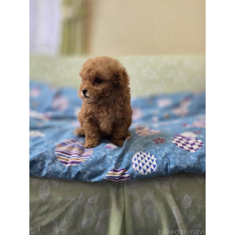 販売中の埼玉県のティーカッププードル-432243の5枚目