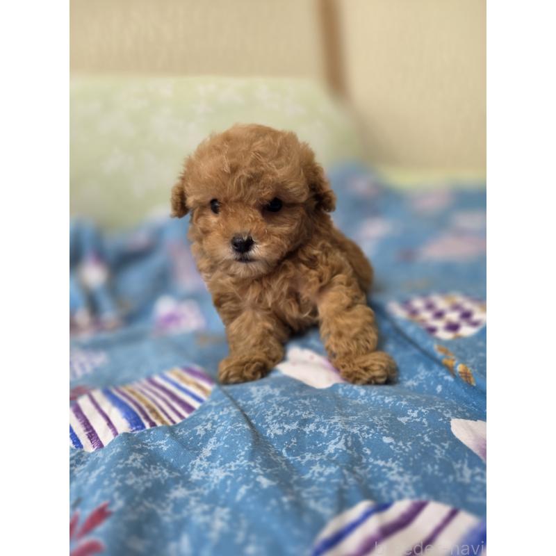 販売中の埼玉県のティーカッププードル-432243の4枚目