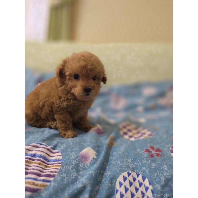 販売中の埼玉県のティーカッププードル-432243の3枚目