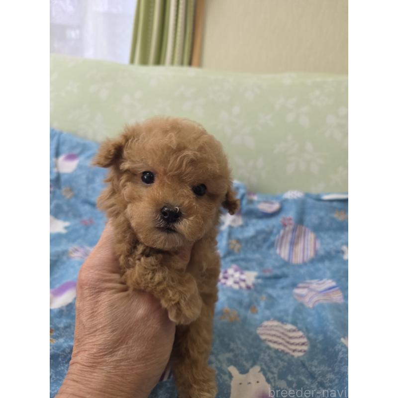 販売中の埼玉県のティーカッププードル-432243の2枚目