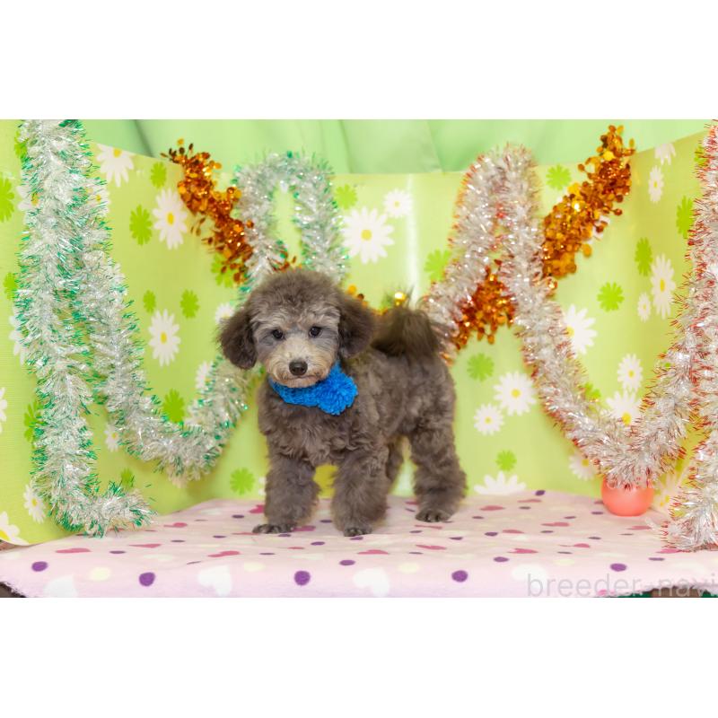 販売中の大分県のタイニープードル-425519の7枚目