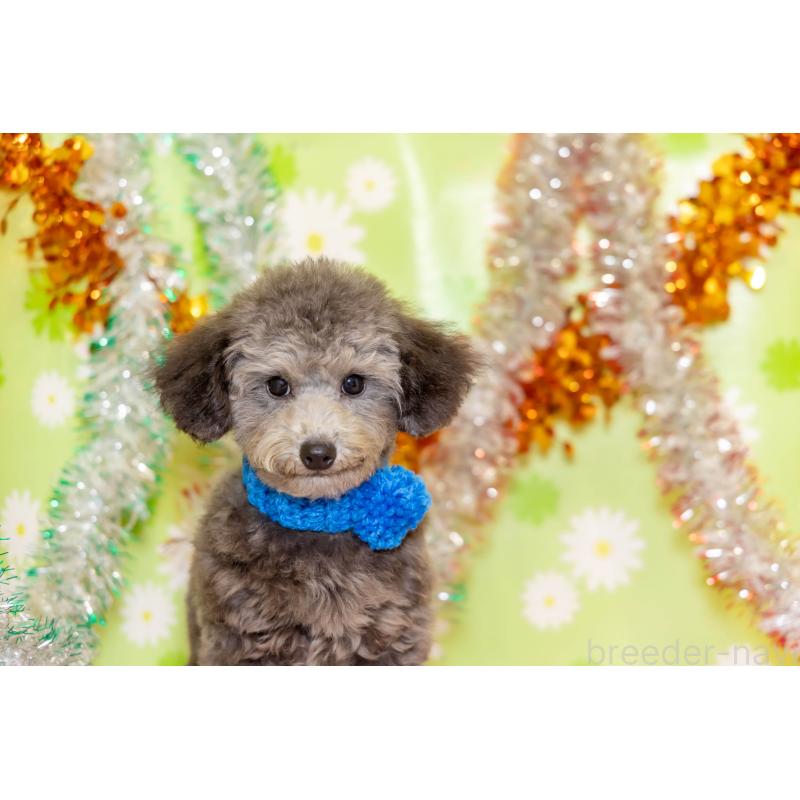 販売中の大分県のタイニープードル-425519の5枚目