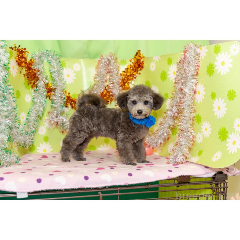 販売中の大分県のタイニープードル-425519の4枚目