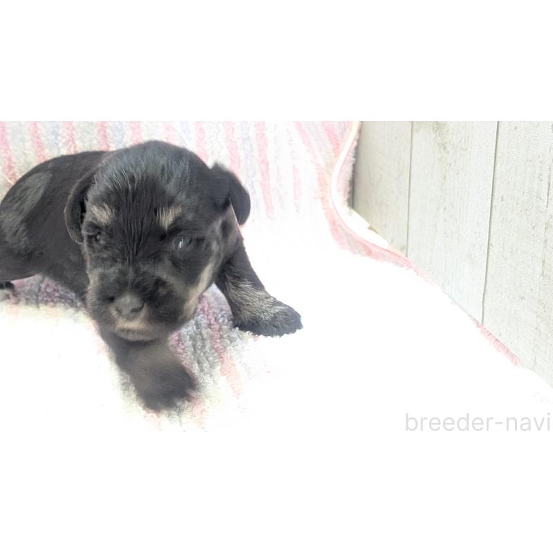 販売中の熊本県のミニチュアシュナウザー-432241の5枚目