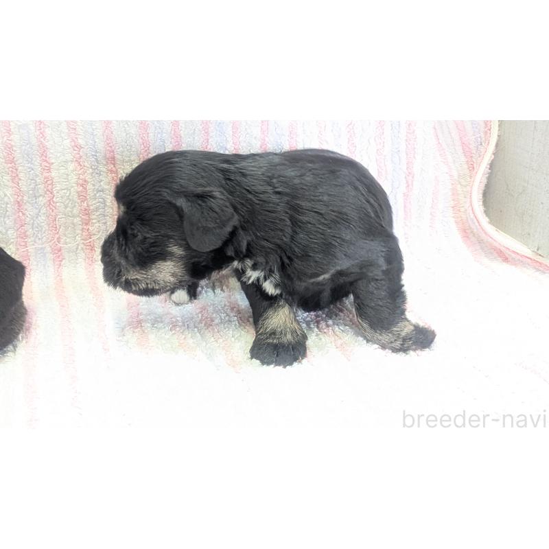 販売中の熊本県のミニチュアシュナウザー-432241の4枚目