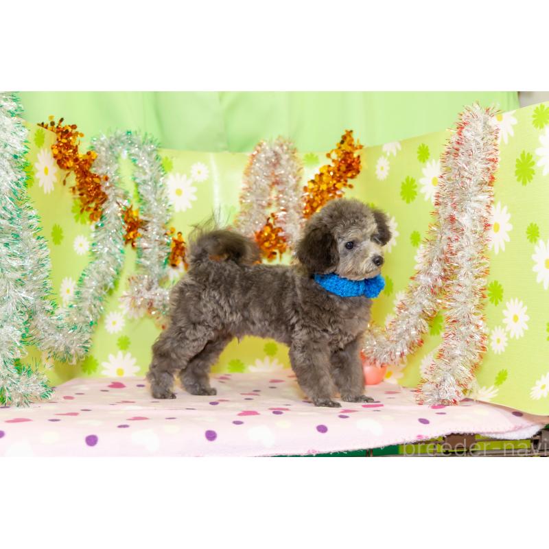 販売中の大分県のタイニープードル-425519の3枚目