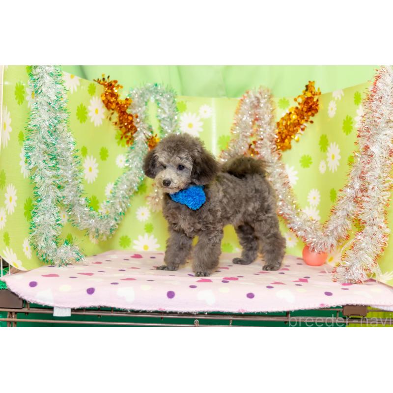 販売中の大分県のタイニープードル-425519の2枚目