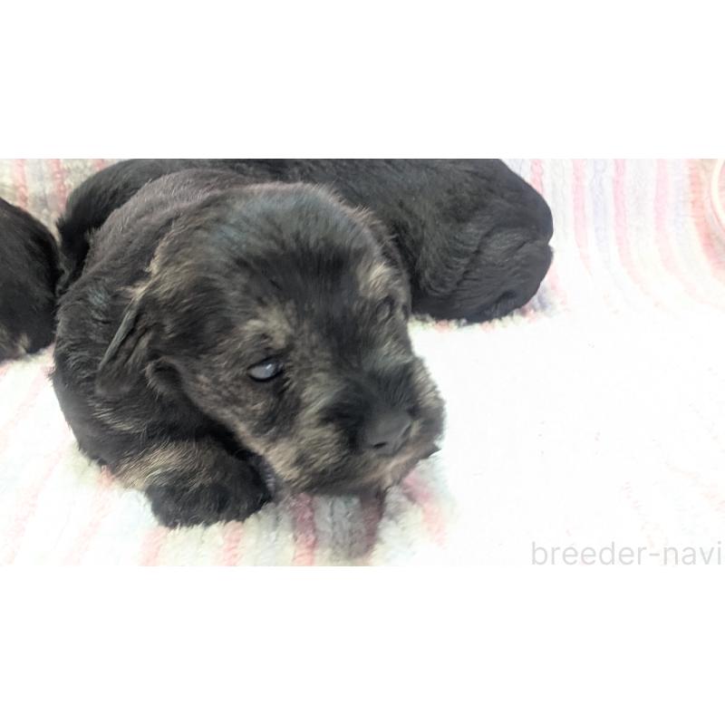 販売中の熊本県のミニチュアシュナウザー-430940の23枚目