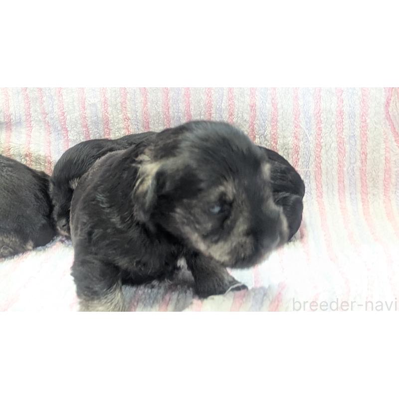 販売中の熊本県のミニチュアシュナウザー-430940の22枚目