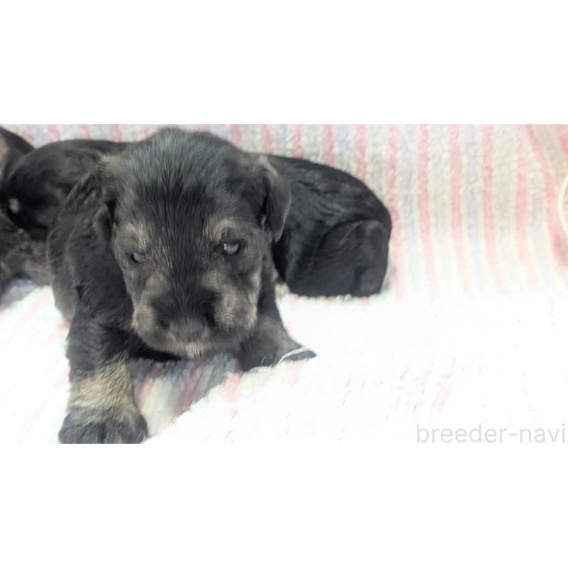 販売中の熊本県のミニチュアシュナウザー-430940の21枚目