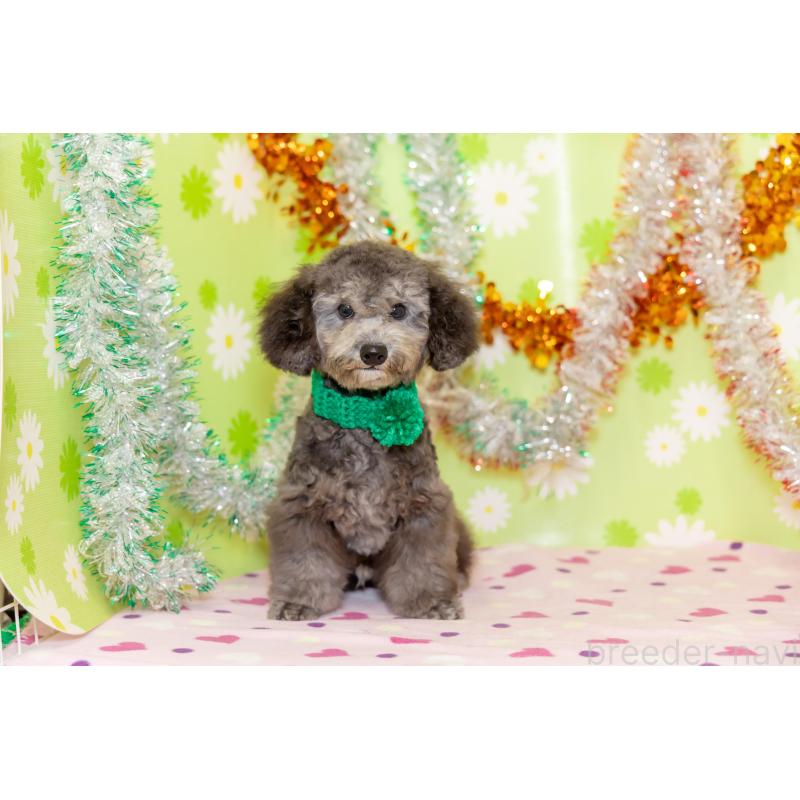 販売中の大分県のタイニープードル-414599の10枚目