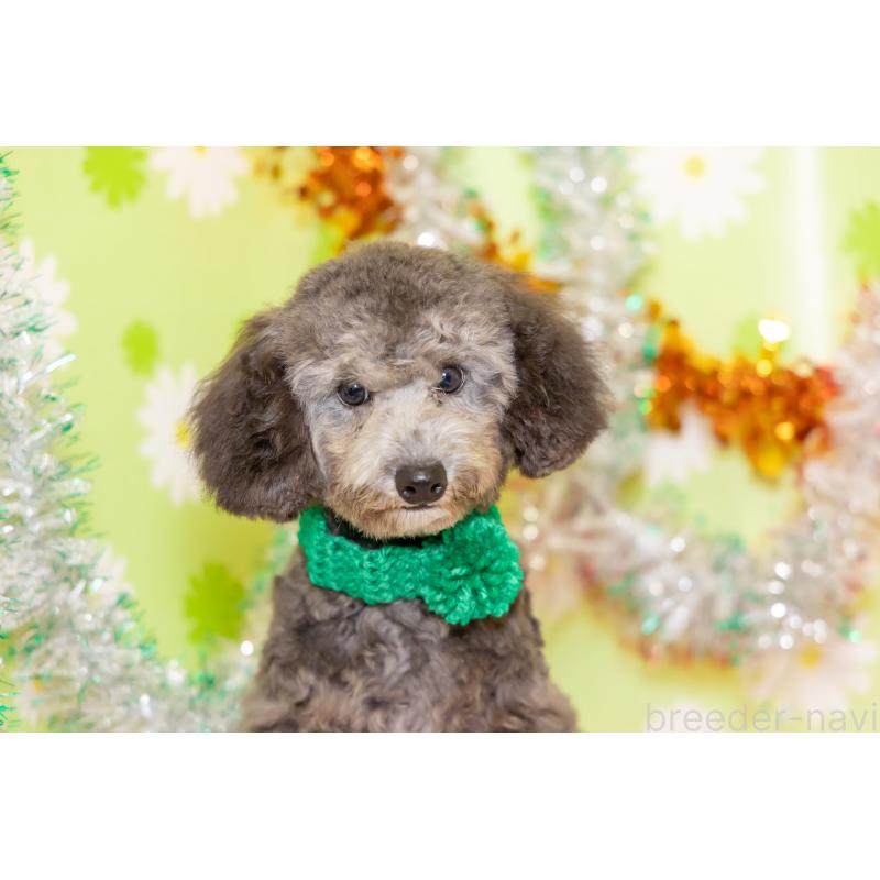 販売中の大分県のタイニープードル-414599の9枚目