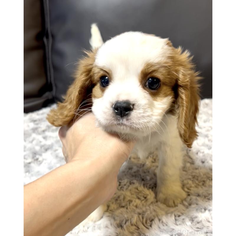 販売中の奈良県のキャバリアキングチャールズスパニエル-432244の13枚目