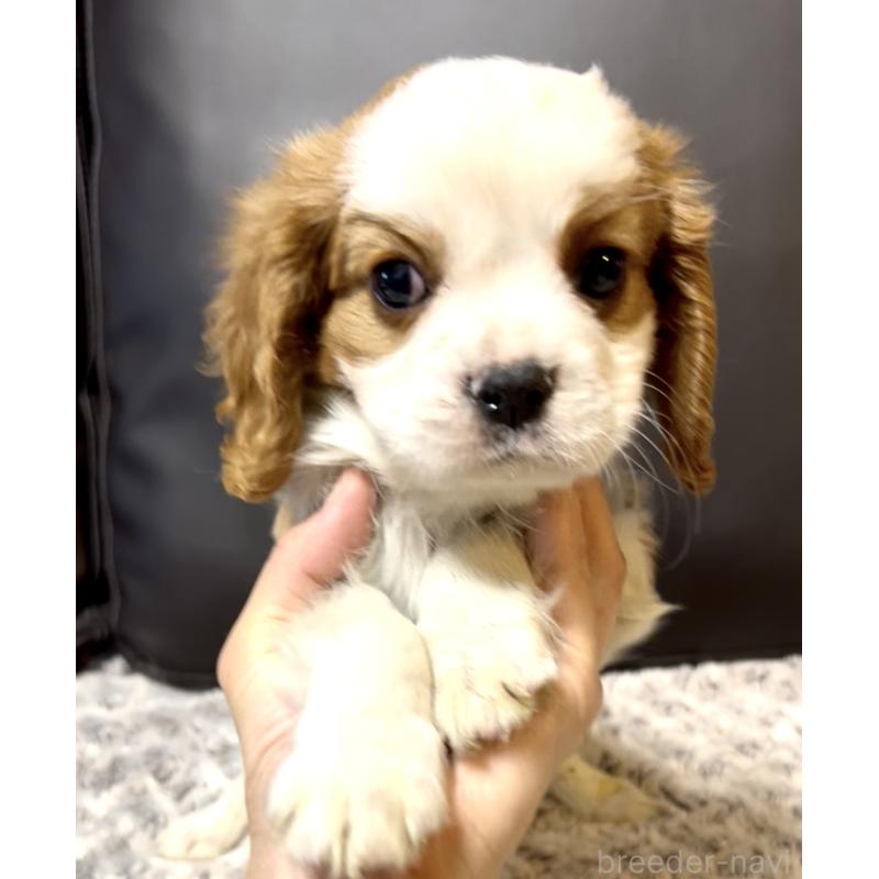 販売中の奈良県のキャバリアキングチャールズスパニエル-432244の12枚目