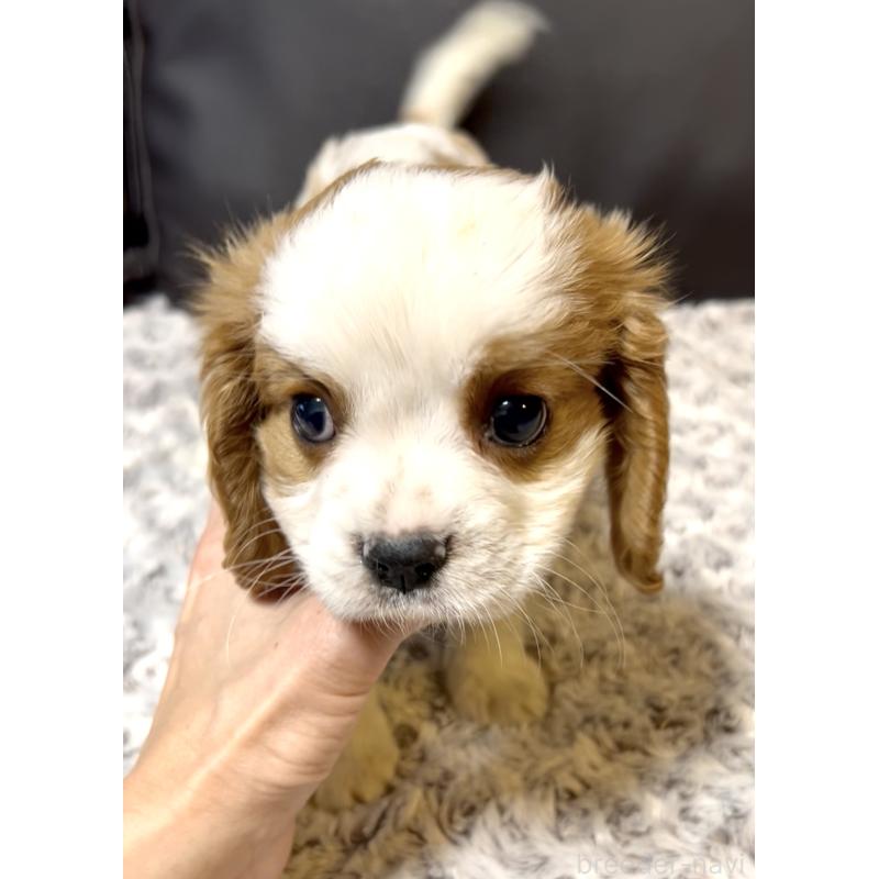 販売中の奈良県のキャバリアキングチャールズスパニエル-432244の11枚目