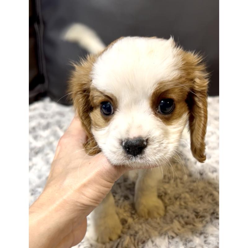 販売中の奈良県のキャバリアキングチャールズスパニエル-432244の10枚目