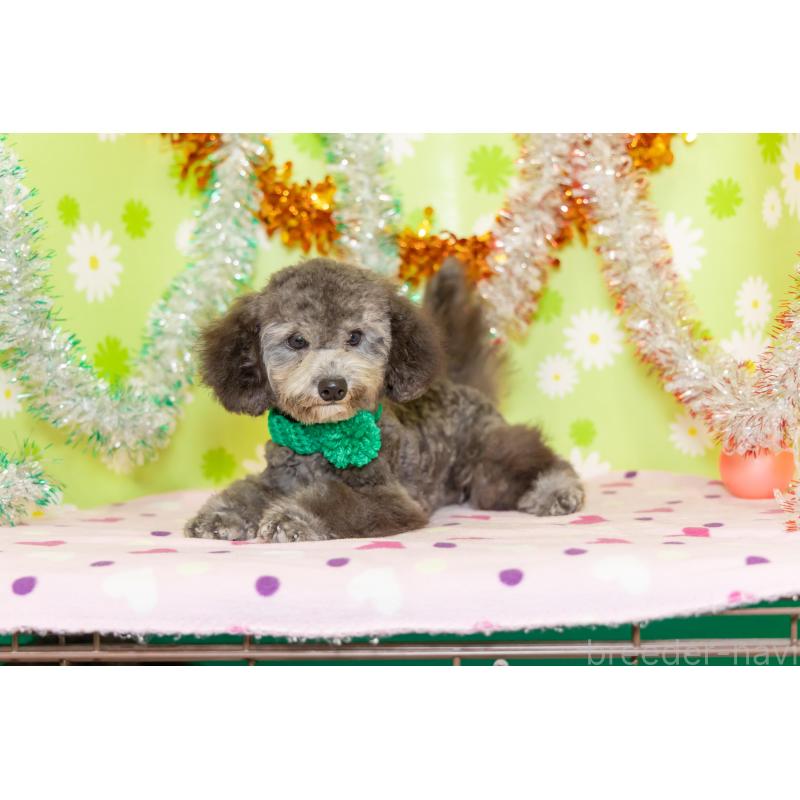 販売中の大分県のタイニープードル-414599の7枚目