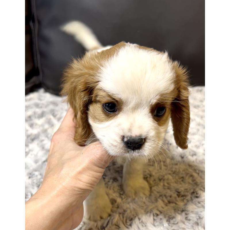 販売中の奈良県のキャバリアキングチャールズスパニエル-432244の9枚目