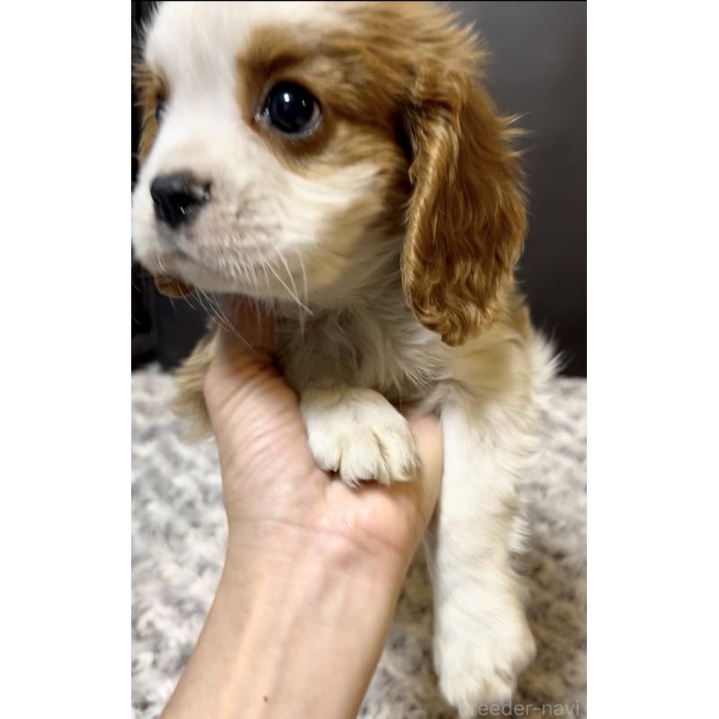 販売中の奈良県のキャバリアキングチャールズスパニエル-432244の8枚目