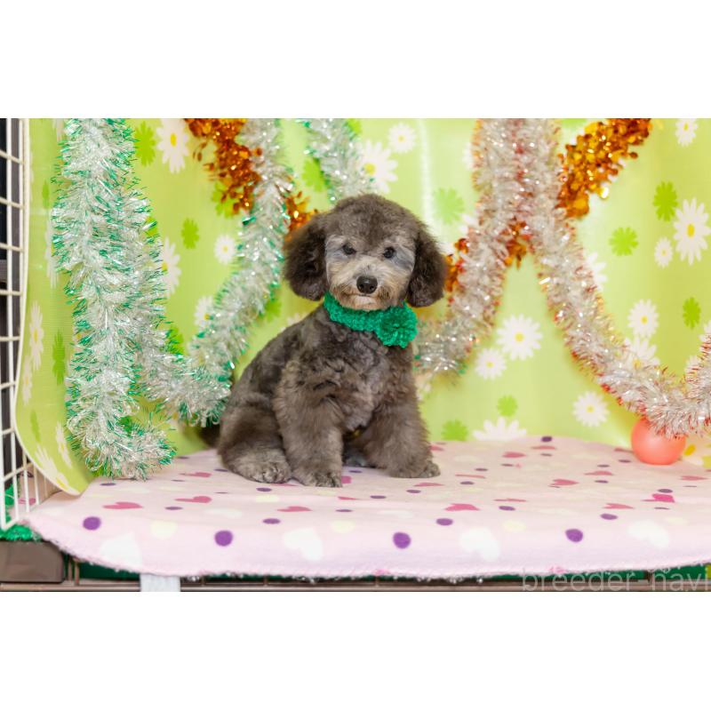 販売中の大分県のタイニープードル-414599の6枚目