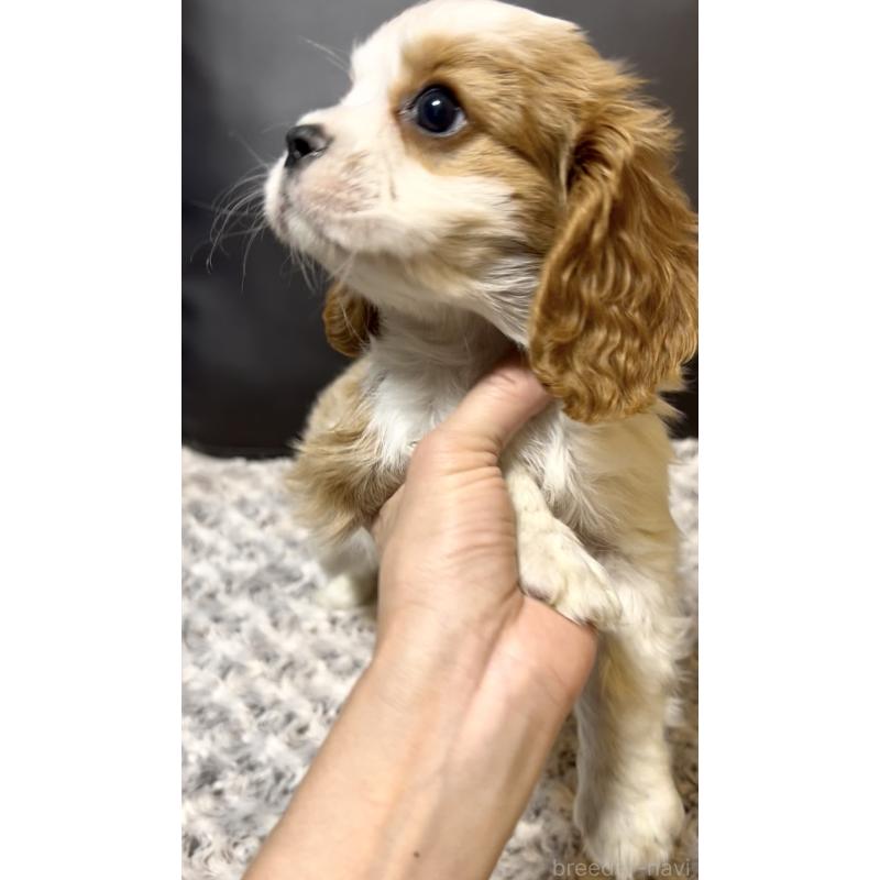 販売中の奈良県のキャバリアキングチャールズスパニエル-432244の6枚目
