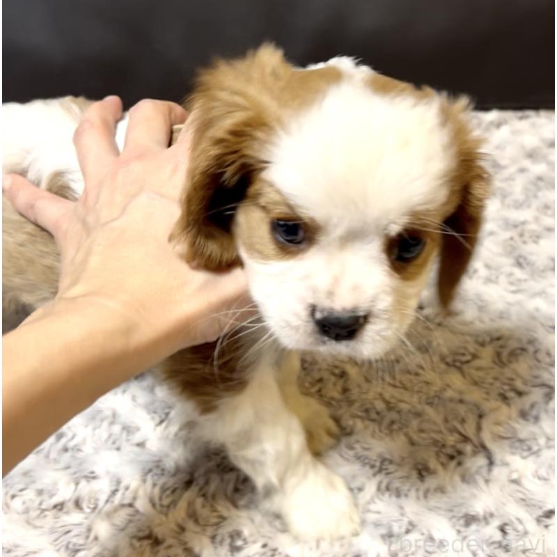 販売中の奈良県のキャバリアキングチャールズスパニエル-432244の5枚目