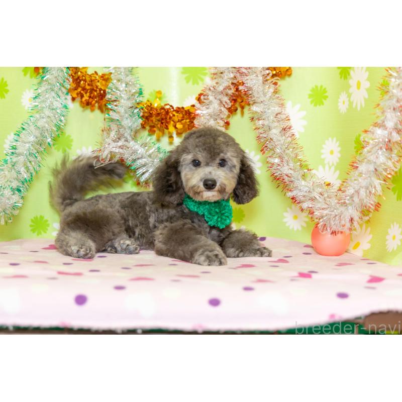 販売中の大分県のタイニープードル-414599の5枚目