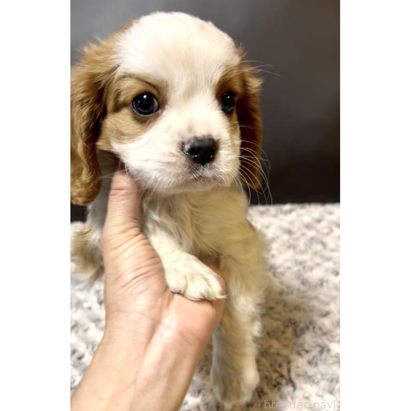 販売中の奈良県のキャバリアキングチャールズスパニエル-432244の4枚目