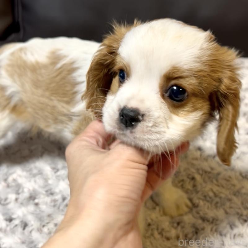販売中の奈良県のキャバリアキングチャールズスパニエル-432244の3枚目