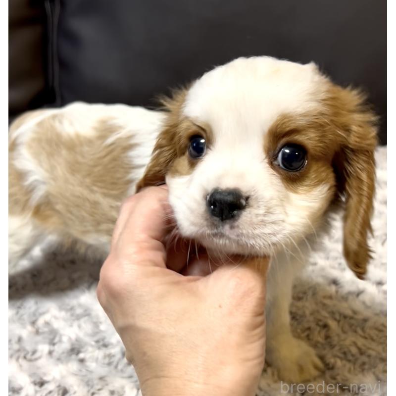 販売中の奈良県のキャバリアキングチャールズスパニエル-432244