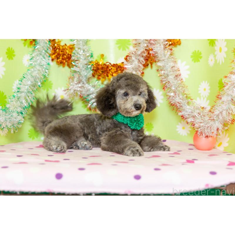 販売中の大分県のタイニープードル-414599の4枚目