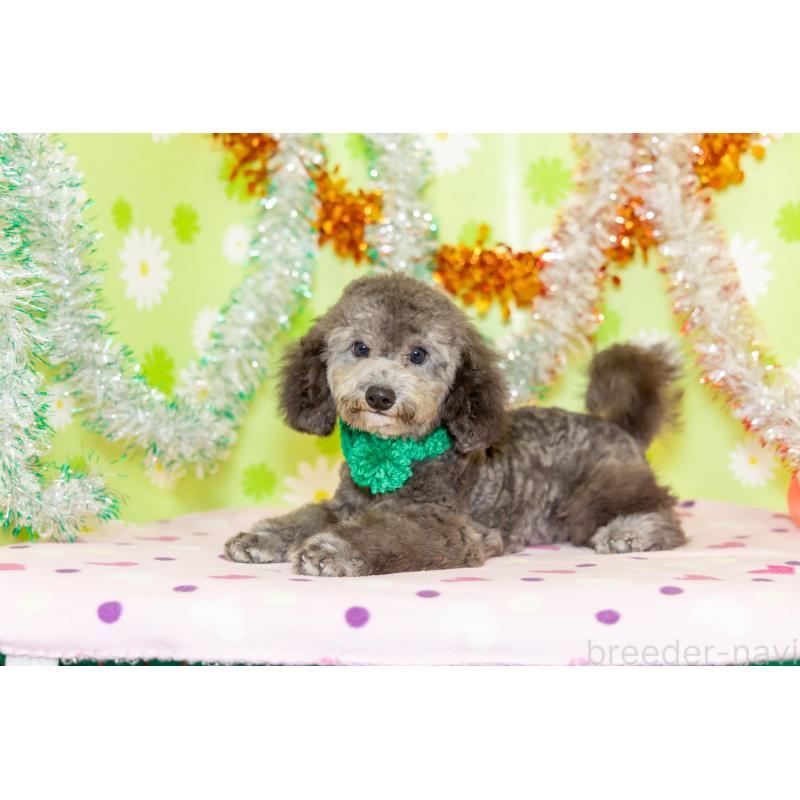 販売中の大分県のタイニープードル-414599の3枚目