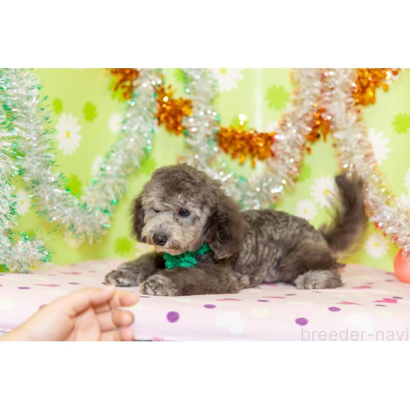 販売中の大分県のタイニープードル-414599の2枚目