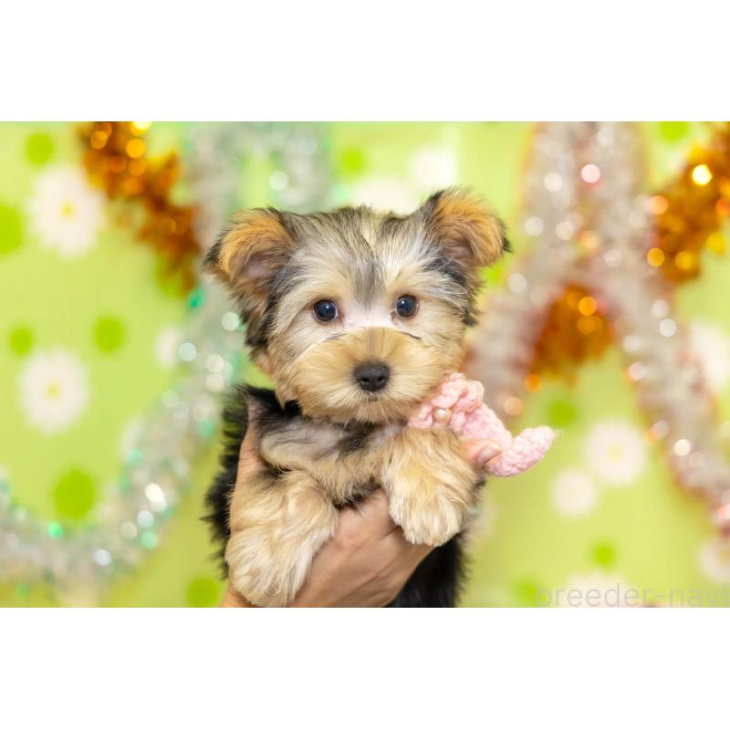 販売中の大分県のヨークシャーテリア-432245の7枚目