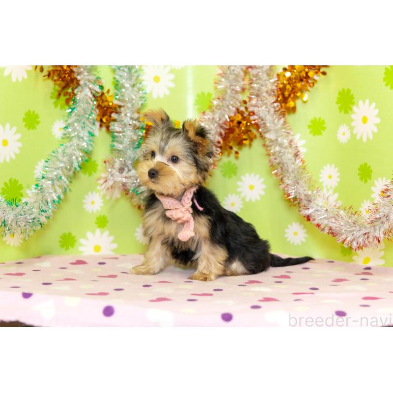 販売中の大分県のヨークシャーテリア-432245の6枚目