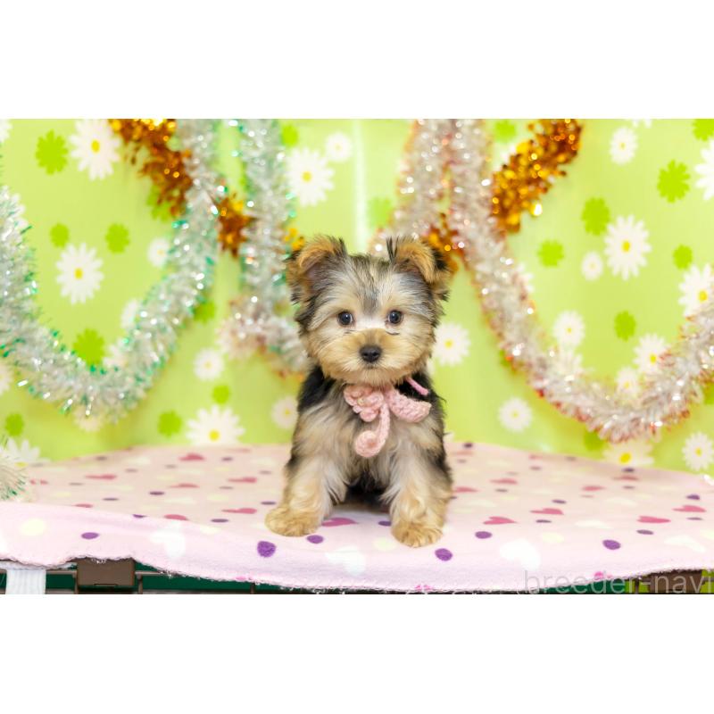 販売中の大分県のヨークシャーテリア-432245の4枚目