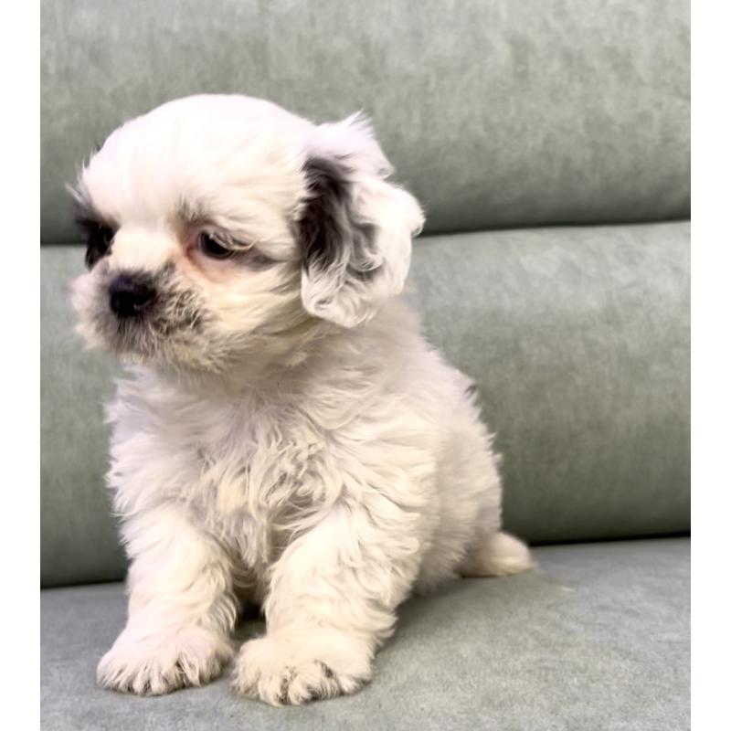 販売中の奈良県のシーズー-430092の12枚目