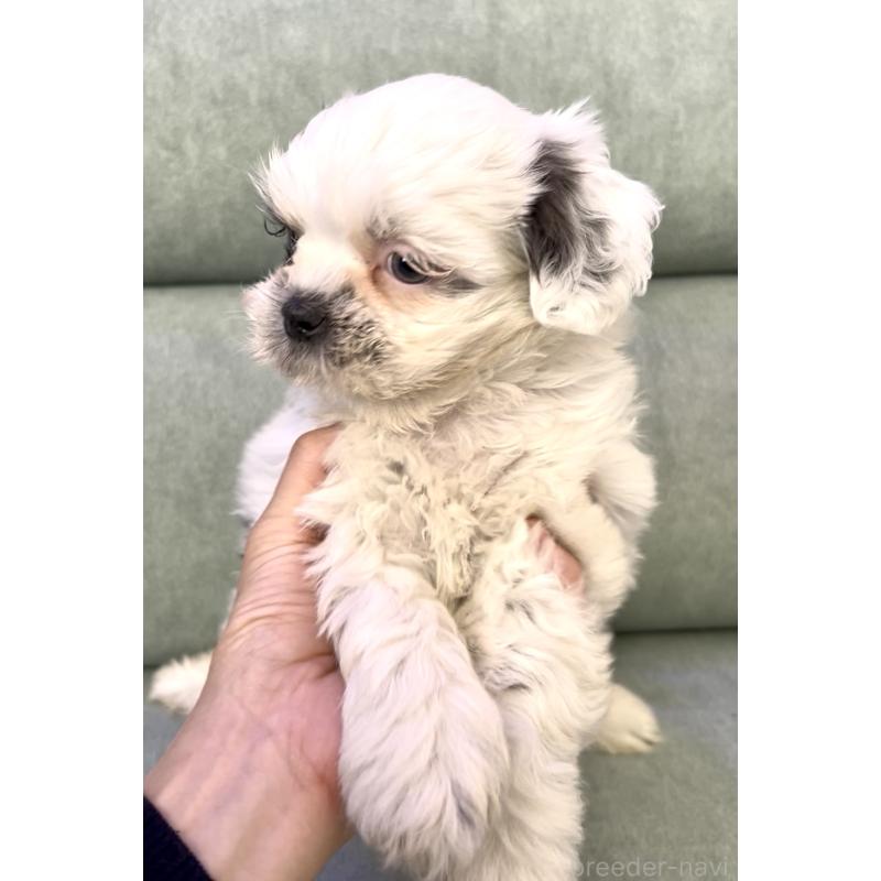 販売中の奈良県のシーズー-430092の10枚目