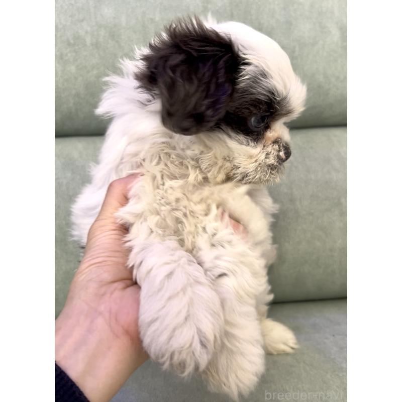 販売中の奈良県のシーズー-430092の9枚目