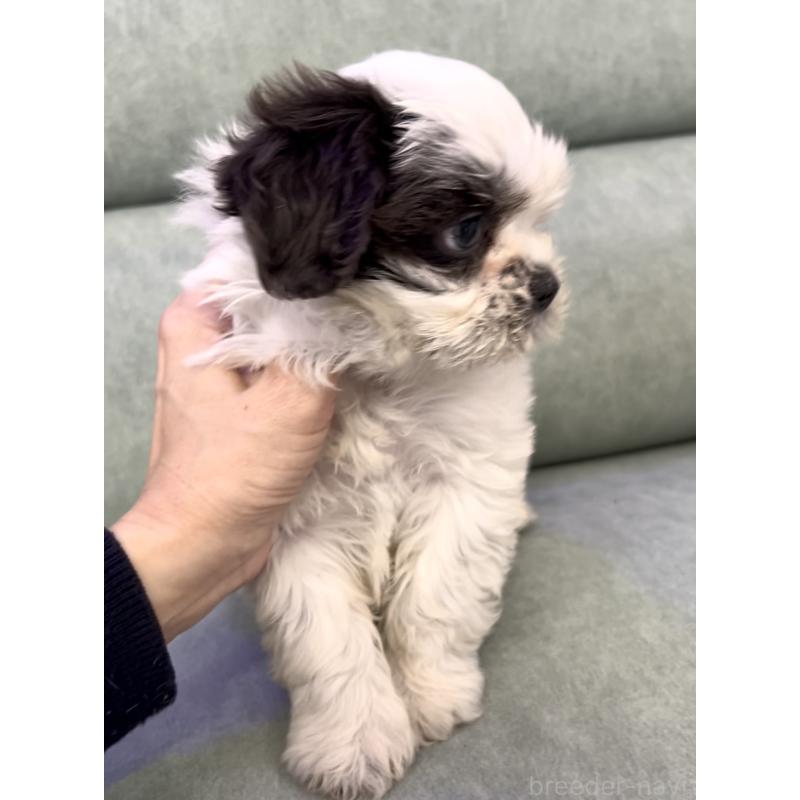 販売中の奈良県のシーズー-430092の7枚目