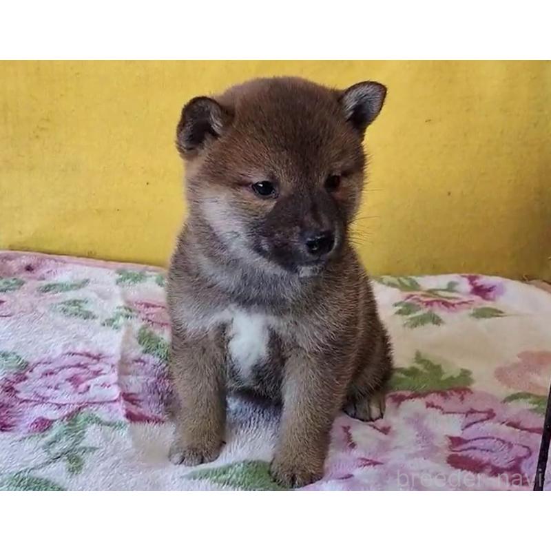 販売中の埼玉県の柴犬-432247の3枚目