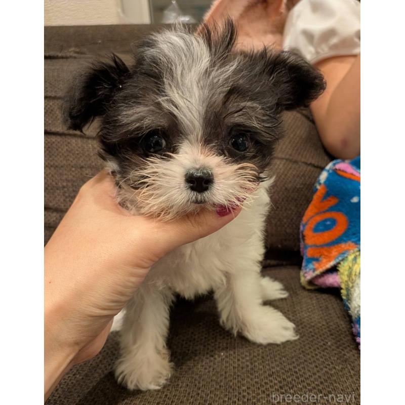 販売中の大阪府のチワマル:チワワ×マルチーズ-432246の5枚目