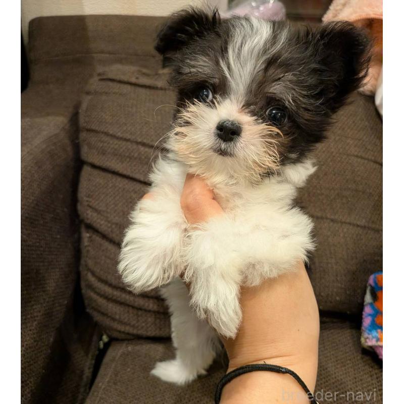 販売中の大阪府のチワマル:チワワ×マルチーズ-432246の4枚目